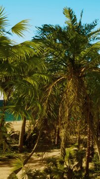 Green palm trees fill the view in a tropical area. The sky is bright blue, and the sun is shining over the landscape with sandy ground and distant beach.