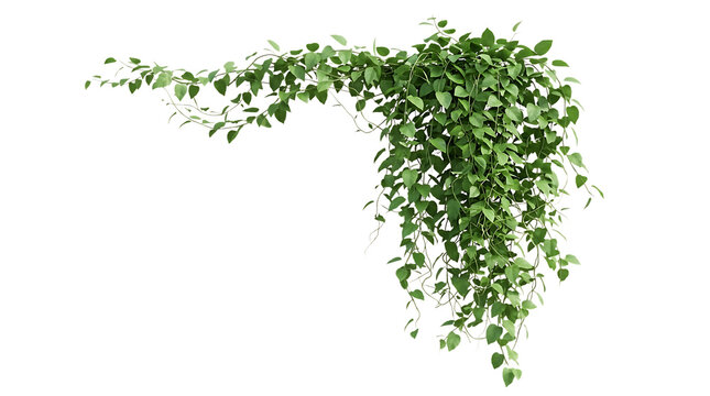 Green hanging ivy plant leaves growing down