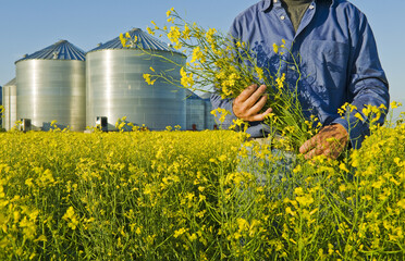 close-up of a man holding blooming canola with grain storage bins in the backgroundCanada © Dave