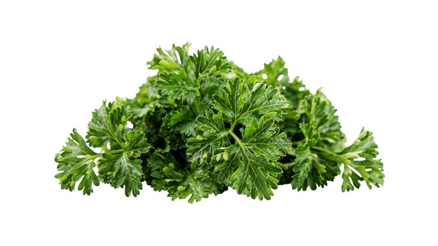A fresh bunch of curly parsley leaves with vibrant green color, detailed texture, and jagged edges isolated on a white background