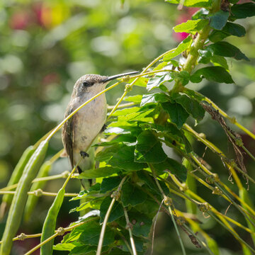 Hummingbird sitting on the stem of a pink spider flower plant in the morning sun.