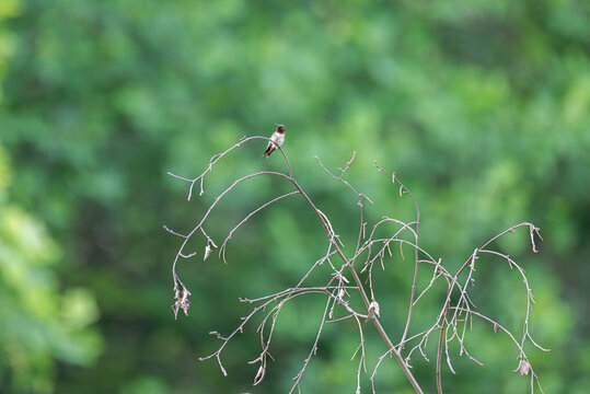 Ruby-throated hummingbird perched in top of a tree.