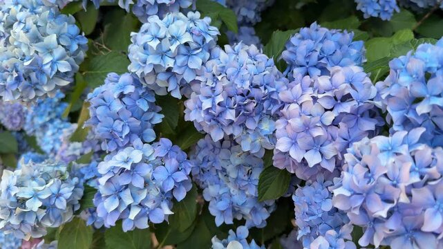 Hydrangea hortensia shrub blue purple flowers.