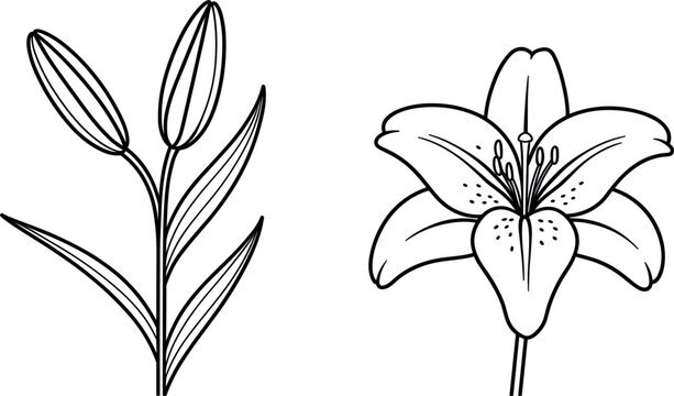 Lily flower and branch with buds botanical line art, black sketch outline plant nature vector template