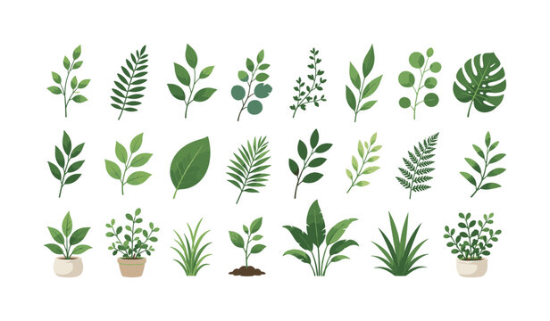 Green plant and leaf element collection on white background, leaes, plants, herbs, green, botanical, nature, foliage, stems,