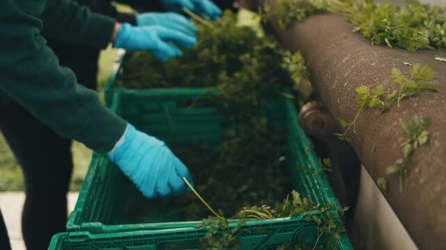 process of collecting sorting various herbs, green parsley for packaging, sale delivery to stores. workers at plant in uniforms protective gloves take parsley in hands put in boxes from conveyor