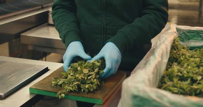 close-up marjoram in hands of worker in protective gloves. stages of work preparation for work at plant herbs spices. large-scale production of processing fresh greens herbs for sale packaging sorting