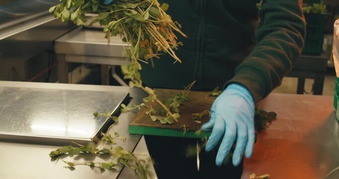close-up marjoram in hands of worker in protective gloves. stages of work preparation for work at plant herbs spices. large-scale production of processing fresh greens herbs for sale packaging sorting