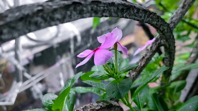 madagascar periwinkle flowers with the rain in the background.