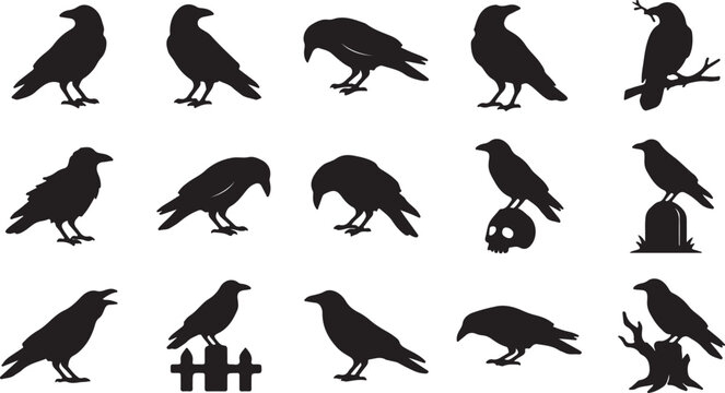 Set of black raven silhouettes isolated on white for spooky themes.