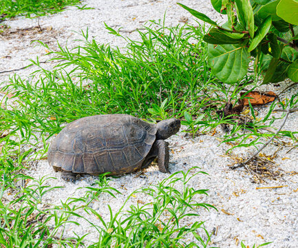 Gopher Tortoise at Barefoot Beach County Preserve, Bonita Springs, Florida, USA