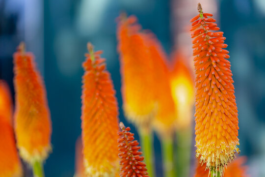 Selective focus of yellow orange flowers in garden with green leaves, Red hot pokers, Kniphofia uvaria also called tritoma is flowering plants in the family Asphodelaceae, Natural floral background.