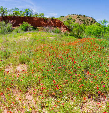 Various Wildflowers Below Red Creek Bank on The Lower South Prong Trail, Caprock Canyon State Park, Texas, USA