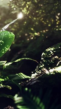 Sunlight filters through the green leaves in a dense forest. Rocks covered in moss are visible among the foliage. Nature thrives with light and shadows creating a vibrant scene.