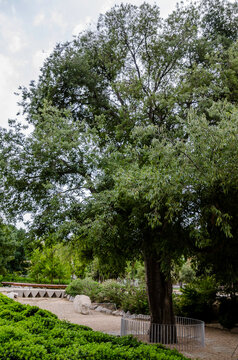 Celtis australis, conocido como almez, latonero, lod&oacute;n o guindo de San Juli&aacute;n, es un &aacute;rbol de hoja caduca