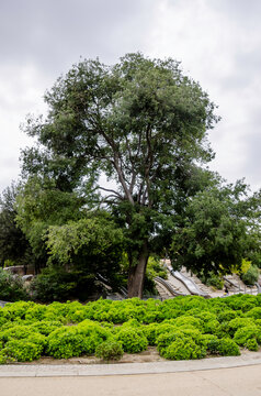 Celtis australis, conocido como almez, latonero, lod&oacute;n o guindo de San Juli&aacute;n, es un &aacute;rbol de hoja caduca