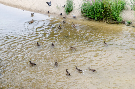 Patos y palomas revoloteando en la orilla del r&iacute;o