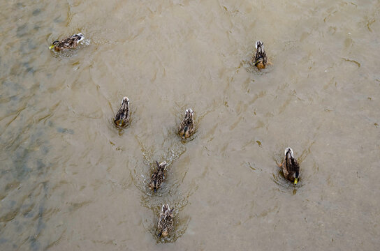 Patos nadando en formaci&oacute;n por el r&iacute;o Manzanares