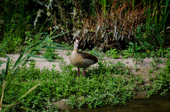 El ganso del Nilo (Alopochen aegyptiaca) es un miembro africano de la familia Anatidae, que incluye patos, gansos y cisnes