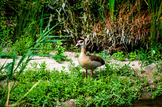 El ganso del Nilo (Alopochen aegyptiaca) es un miembro africano de la familia Anatidae, que incluye patos, gansos y cisnes