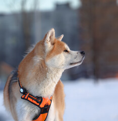 Profile portrait of a beautiful Akita dog standing in a snowy winter landscape. The dog, with its thick reddish-brown and white coat, wears a bright orange safety harness with reflective strips © antoie