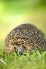 Close-up portrait of a cute wild hedgehog foraging in fresh green grass. © antoie