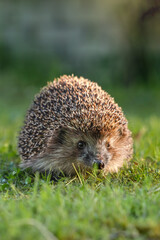 Close-up portrait of a cute wild hedgehog foraging in fresh green grass © antoie