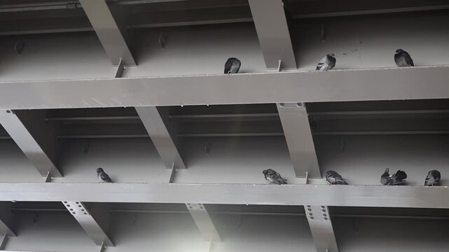 Pigeons roosting underneath a bridge.