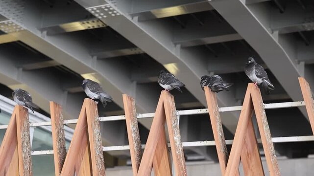 Pigeons roosting underneath a bridge.