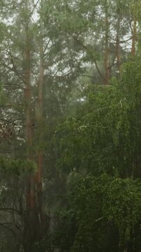 Vertical video. Misty pine forest under heavy rain with dense evergreen trees and natural scenery.
