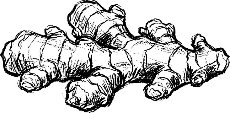Ginger root vegetable illustration with chalk drawing style