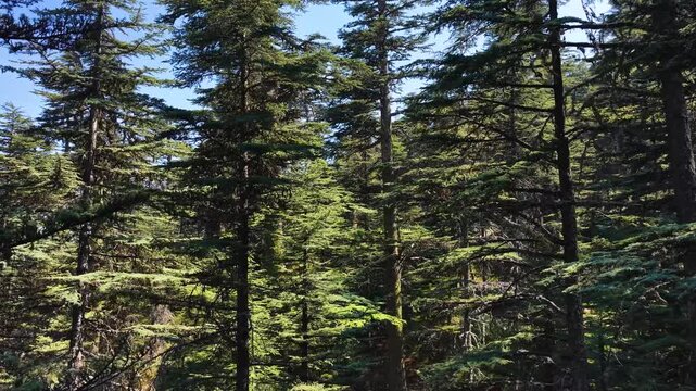 A stunning drone shot capturing the enchanting and untouched natural beauty of the centuries-old cedar trees in the Antalya &Ccedil;ığlıkara Nature Reserve from the sky.