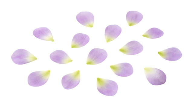 Group of beautiful light purple flower petals