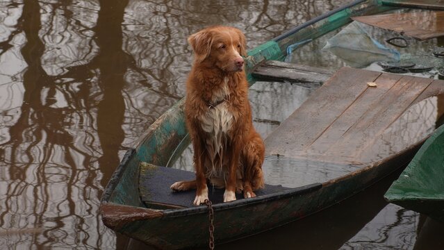 Dog Aboard a Moored Boat.