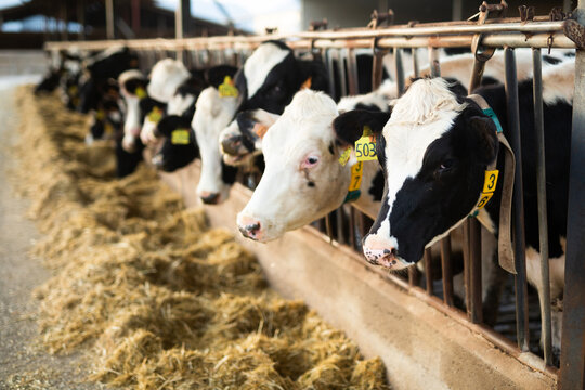 Herd of calves eating hay and feed in cowsheds on dairy farm at sunset in autumn