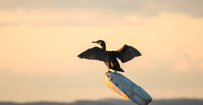 Great cormorant Phalacrocorax carbo perched with wings open at shoreline.