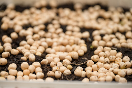 Chickpea Cicer arietinum seeds sprouting in soil tray.