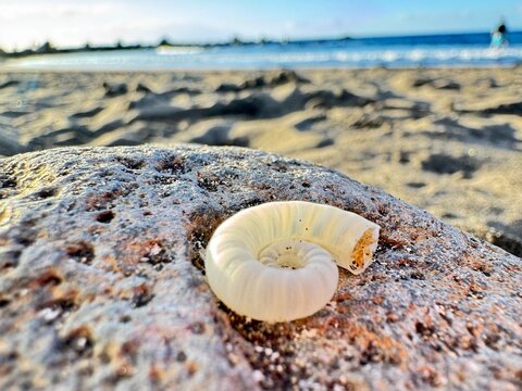 White Sea Cucumber Holothuroidea On Coastal Rock With Blurred Beach And Ocean Background Macro View
