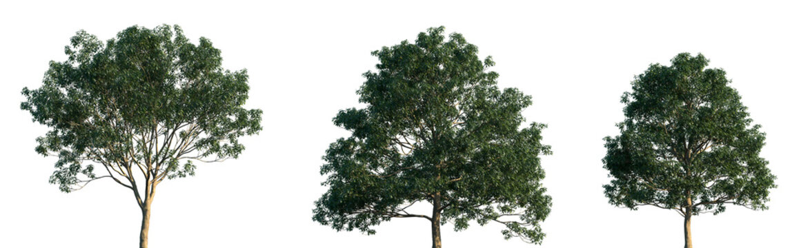 Set of 3 Lindera megaphylla (the large-leafed spicebush) frontal set street trees isolated png on a transparent background perfectly cutout