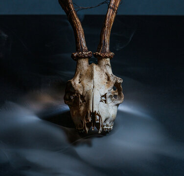 Roe deer Capreolus capreolus skull with antlers dramatic studio lighting.