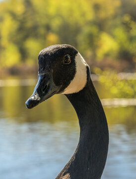 Canada goose Branta canadensis curious portrait near peaceful water.