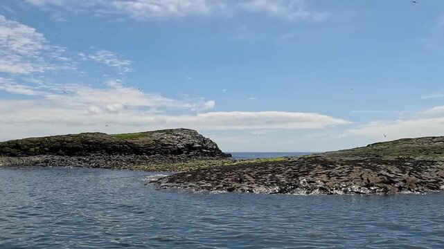 A static view of a boat trip around the Farne Islands, seabirds flying overhead on a bright sunny day, showcasing peaceful waters and stunning Northumberland coastal wildlife scenery.