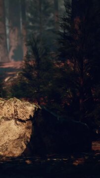 A large rock sits on the forest floor surrounded by many green trees. Sunlight filters through the leaves. The scene shows nature in the day with no people or animals present.