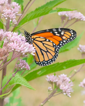 Close up ventral view of a monarch butterfly (Danaus plexippus) feeding on the pink flowers of Joe Pye Weed with green leaves in background