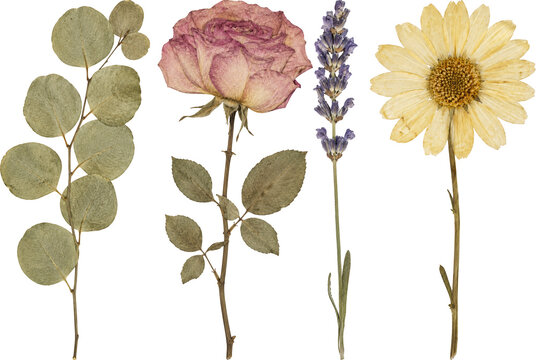 Vintage botanical collection featuring pressed flowers and natural dried stems. Perfect for wedding stationery, scrapbook projects, branding, and elegant design layouts.