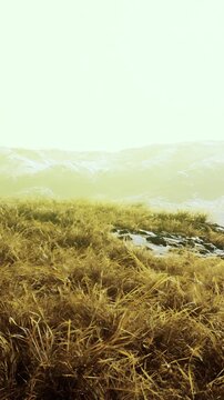 Grass covers the ground in a mountain area. Snowy peaks are visible in the distance. The sky looks bright and the landscape appears open.