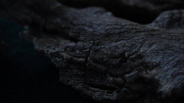 Cool toned wood bark surface with soft light and cinematic minimal mood