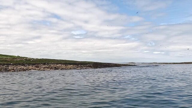 Seabirds flying over the Farne Islands, captured from a boat on a sunny wildlife tour, showcasing dramatic coastal nature, rich marine life, and stunning Northumberland seascapes.