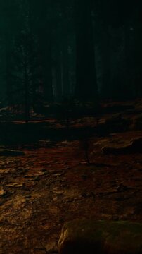 The scene shows a dark forest with tall trees. Light breaks through the branches and shines on the ground. The ground is covered with leaves and moss. The time appears to be evening.