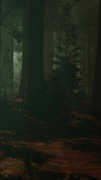 A forest scene shows tall trees surrounded by shadows. The ground is covered with leaves. The light is dim and creates a mysterious atmosphere.